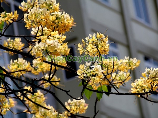 Cây Bún,cây bún, chi Crateva, họ Bạch hoa, Màn Màn,capparaceae,họ Cáp, hình ảnh cây bún, cách chăm sóc cây bún,đặc điểm cây bún, cây bún hà nội, bún nước, cay bun,
