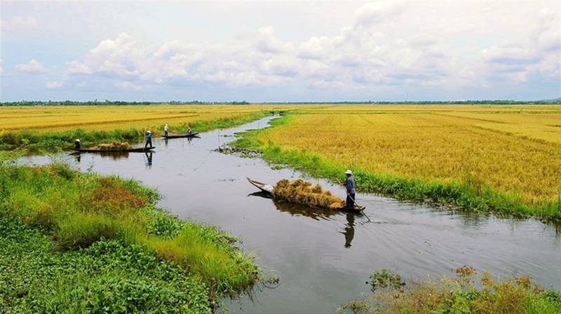 Cây lúa,lúa,Oryza sativa,Oryza glaberrima,họ hòa thảo,họ lúa,họ cỏ,Poaceae,cây lương thực,cây ngũ cốc,ngũ cốc,lục cốc,ruộng bậc thang,ruộng bậc thang Hoàng Su Phì