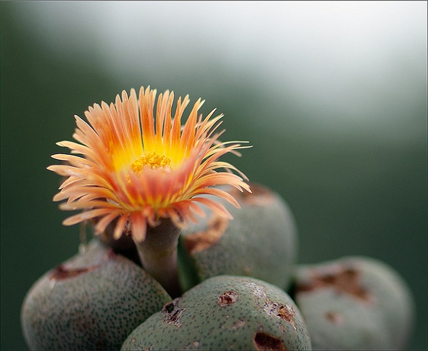 Hoa sỏi,cây hoa sỏi,Lithopturbuniformis,họ phiên hạnh,Aizoaceae,Ficoidaceae