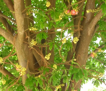 Cây sala,Sa La,sala,cay sala,cây ngọc kỳ lân,cay ngoc ky lan,cây đầu lân,cây hàm rồng,cây sala,Couroupita guianensis