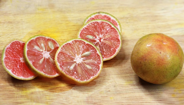 Chanh đào,cây chanh đào,cây chanh,Citrus aurantifolia