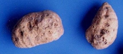Tam thất,cây tam thất,tam thất bắc,tam thất nam,sâm tam thất,điền thất nhân sâm,kim bất hoán,Panax pseudoginseng,tam thất gừng,khương tam thất,ngải năm ông,thổ tam thất,bạch truật nam,Stahlianthus thorelii,zingiber ginseng,họ nhân sâm,Araliaceae,họ cuồng cuồng,họ gừng,Zingiberaceae