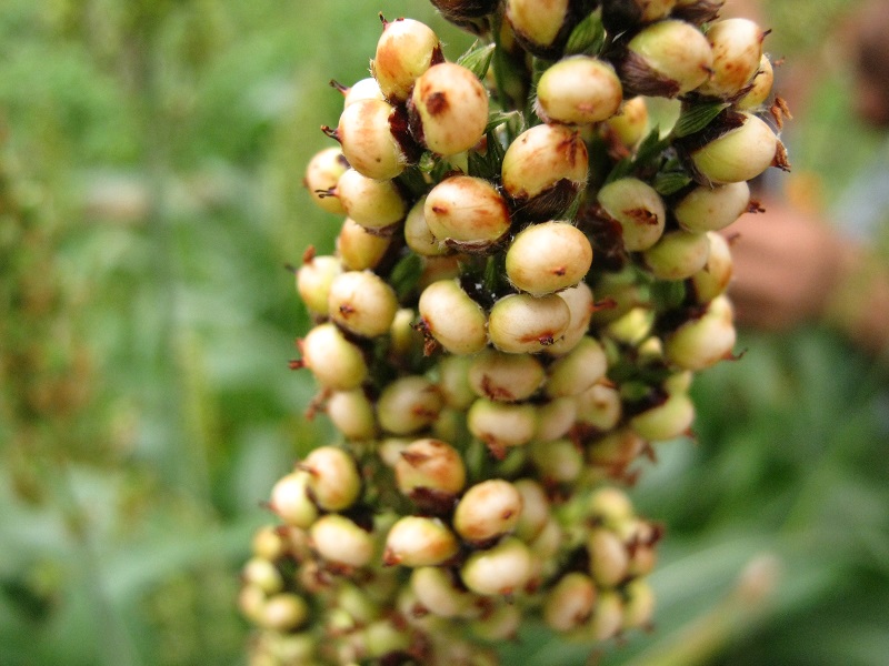 Cao lương,lúa miến,Sorghum,Sorghum bicolor,họ hòa thảo,họ lúa,họ cỏ,Poaceae,Gramineae