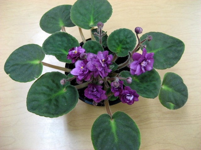 Hoa tử linh lan,tử linh lan,violet châu Phi,violet,hoa violet,Saintpaulia,African Violet