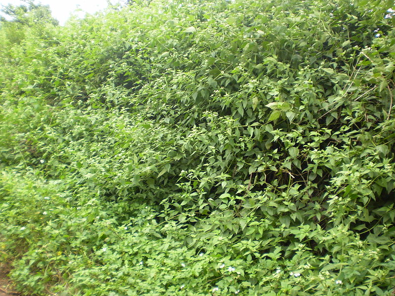 Bớp bớp,ba bớp,lốp bốp,cỏ Lào,yến bạch,cỏ hôi,cỏ Việt Minh,cỏ Nhật,cây cộng sản,cây phân xanh,Chromolaena odorata,họ Cúc,Asteraceae