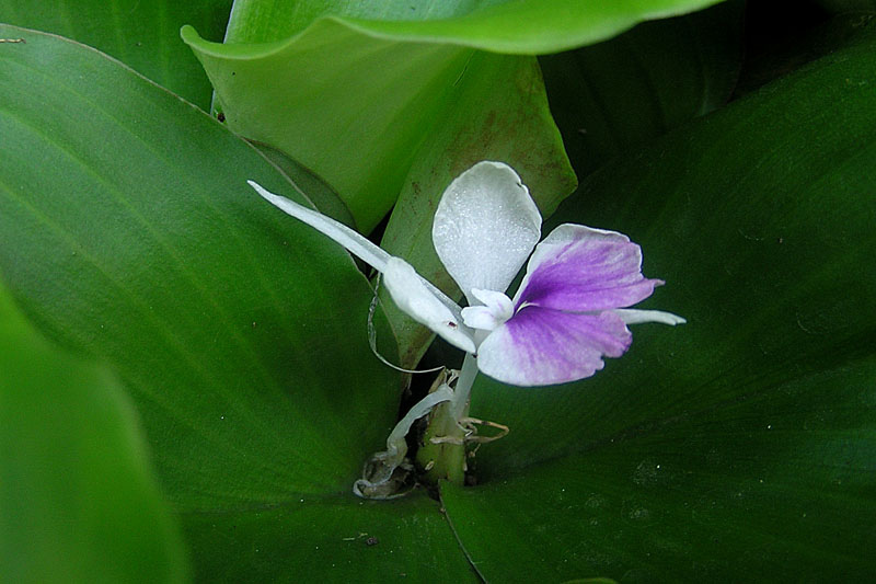 Địa liền,thiền liền,tam nại,sơn nại,sa khương,kaempferia galanga,họ Gừng,Zingiberaceae,tác dụng của địa liền,củ địa liền,bài thuốc từ địa liền,địa liền ngâm rượu