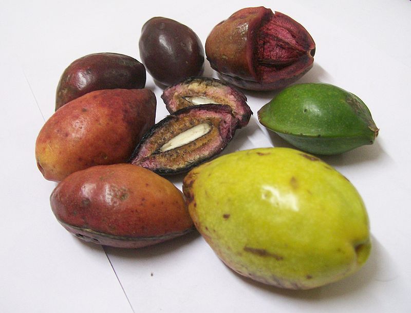 Quả bàng