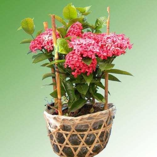 Hoa trang đỏ ( Hoa mẫu đơn )