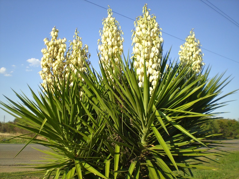 Cây ngọc giá,ngọc giá,cay ngoc gia,cây ngoại thất,Yucca Filamentosa,họ măng tây,họ thiên môn đông,Asparagaceae