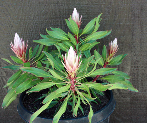 Hoa protea,king protea,quốc hoa Nam Phi,Honeypot,hoa bình mật,King Sugar Bush,Đường thảo Hoàng đế