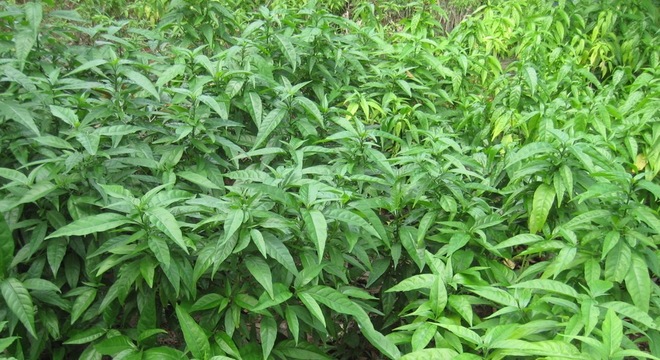 Cây Xuân hoa,cây hoàn ngọc,hoàn ngọc âm,tác dụng chữa bệnh của cây hòa ngọc,tác dụng chữa bệnh cây xuân hoa,nhật nguyệt,cây con khỉ,nội đồng,lay gàm,dièng tòn pièng,nhần nhéng,tu lình,seuderanthemum palatiferum,họ ô rô,acanthaceae