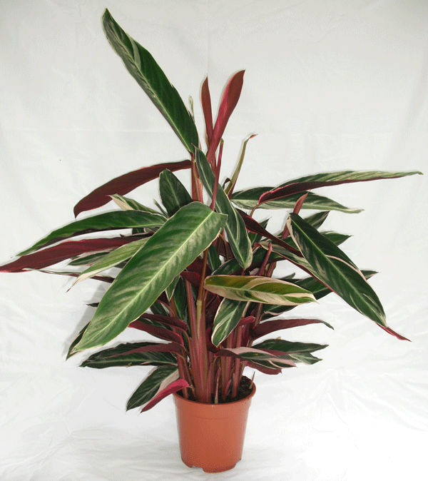 Chuối hoàng yến,cây chuối,cây phong thủy,cây nội thất