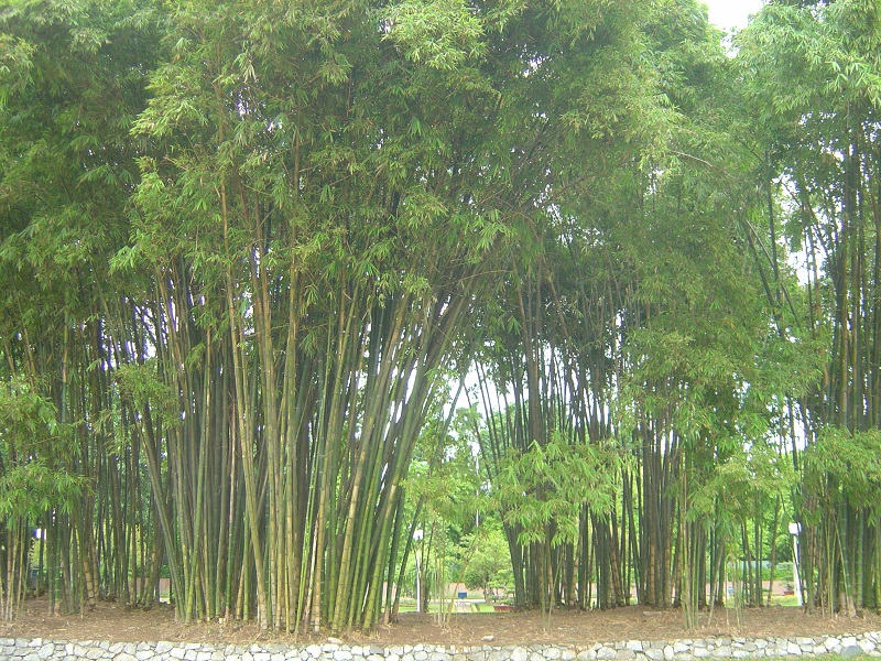 Cây tre,bộ Hòa thảo,phân họ Tre,tông Tre,Bambuseae,bamboo,cây phong thủy,cây ngoại thất,cây ngày Tết