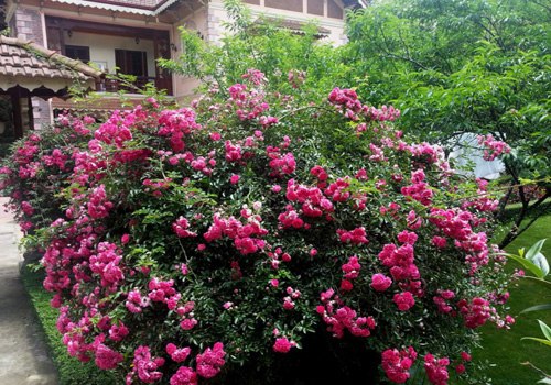 Hoa hồng leo,hoa hong leo,hồng leo,hồng dây,hoa hồng,hồng tường vi,hồng tầm xuân,hồng dây hoa trắng,cây leo,cây hoa,cây giàn leo,cây trang trí sân vườn,cây trang trí hàng rào