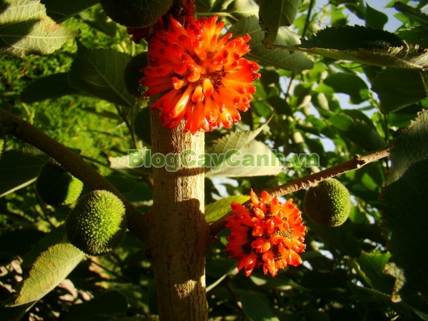 Cây Dướng,cây dướng, cây ró, cây cốc, cây cấu, cây dâu giấy, họ dâu tằm, họ Moraceae, cây dó, tên khoa học Broussonedia Papyrifera (L) Vent.,hình ảnh cây dướng, cây dướng chữa bệnh, công dụng của cây dướng, tác dụng của cây dướng, cay duong,
