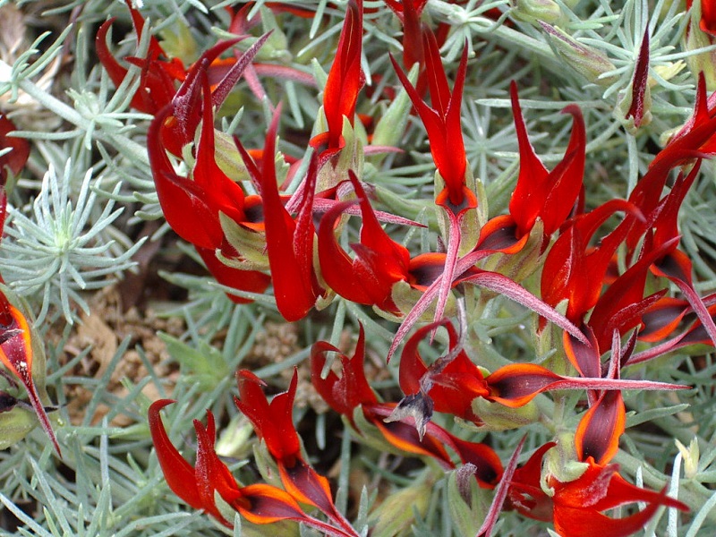 Hoa mỏ vẹt,mỏ vẹt,Lotus berthelotii,họ đậu,Fabaceae,hoa quý hiếm,hoa đẹp