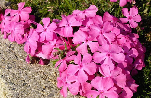 Hoa phlox,phlox,thiên lam tú cầu,phúc lộc khảo,móng rồng,phlox trơn,phlox leo,phlox cát,phlox rêu,phlox thảo nguyên,Phlox glaberrima,Phlox stolonifera