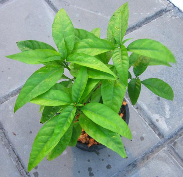 Cây Xuân hoa,cây hoàn ngọc,hoàn ngọc âm,tác dụng chữa bệnh của cây hòa ngọc,tác dụng chữa bệnh cây xuân hoa,nhật nguyệt,cây con khỉ,nội đồng,lay gàm,dièng tòn pièng,nhần nhéng,tu lình,seuderanthemum palatiferum,họ ô rô,acanthaceae