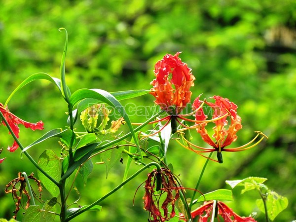 Cây Ngót Nghẻo (Cây ngọt nghẹo),Cây ngót nghẻo, công dụng cây ngót nghẻo, cây ngọt nghẹo, cây huệ lồng đèn, cây gia lan, cây Gloriosa superba, G. simplex,họ Colchicaceae,