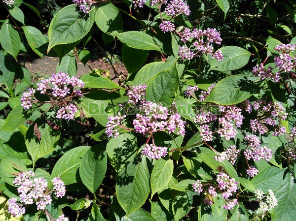 Cây Thường Sơn,cây thường sơn, cây thường sơn chữa sốt rét, công dụng của cây thường sơn, cây thường sơn chữa bệnh, tác dụng của cây thường sơn, cây khởi tía, cây tê quân, cây nam thường sơn, cây bạch thường sơn, cây thường sơn tía, cây hoàng thường sơn, cây thực tất, cây áp niệu thảo, cây kê niệu thảo ,Dichroa febrifuga Lour., họ Tú cầu, họ Thường Sơn,Hydrangeaceae,.