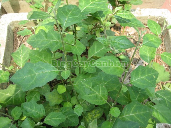 Cây Cà Gai Leo,cây cà gai leo, họ cà, họ Solanaceae,Solanum procumbens lour,cây cà vạnh, cây cà cườm, cây cà quánh, cây cà quýnh, cây cà gai dây,Solanum hainanense, cây cà lù,