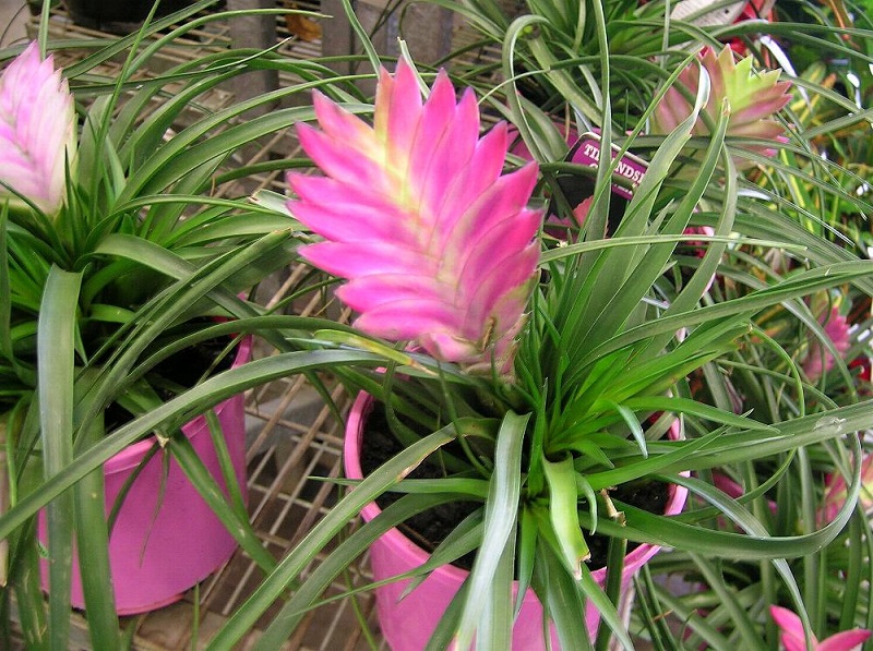 Cây quạt ba tiêu,hoa quạt ba tiêu,quạt ba tiêu,Tillandsia cyanea,Pink Quill,họ dứa,Bromeliaceae,Tillandsioideae