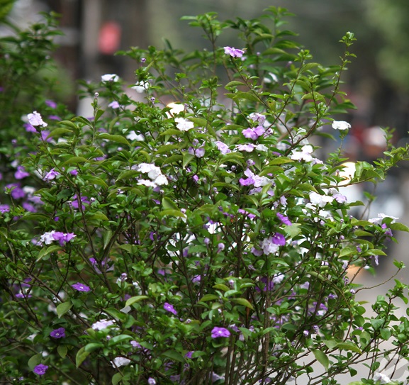 Hoa nhài Nhật,hoa Lài Nhật,nhài Nhật,lài Nhật,hoa nhài,hoa lài,lài hai màu,cà hoa xanh,Brunfeldsia hopeana Benth