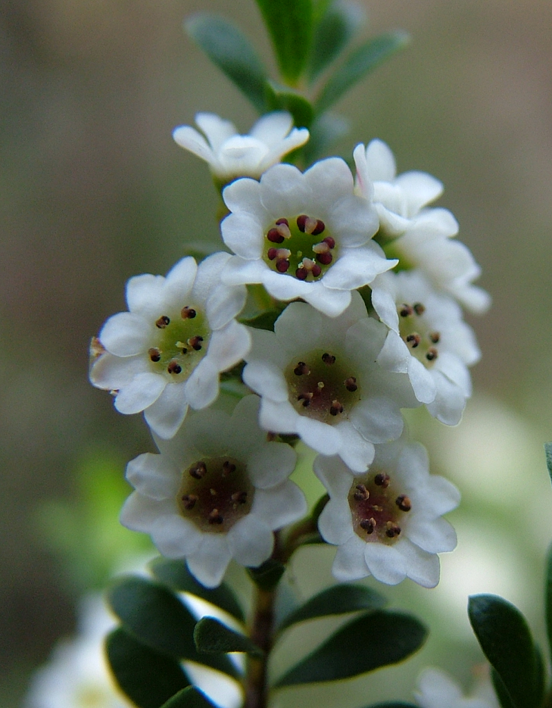 Thryptomene calycina,calycina,hoa đào kim nương,họ sim,họ hương đào,Rhodomyrtus,Myrtus,Myrtaceae