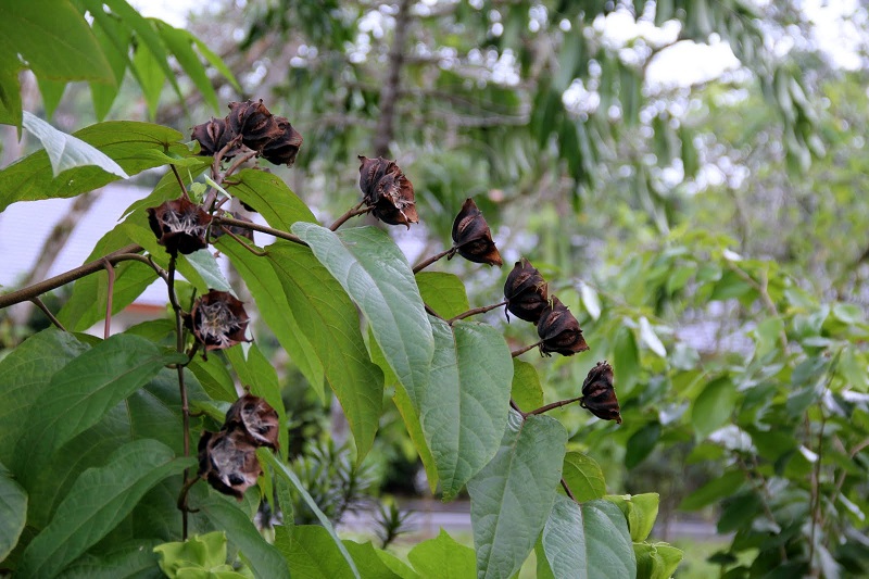 Cây tai mèo,tai mèo,cây bất thực,Abroma augusta,họ cẩm quỳ,Malvaceae