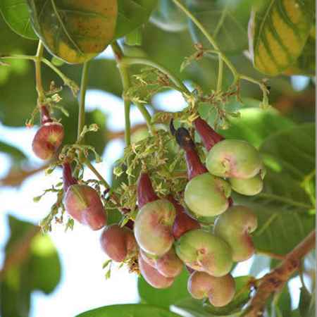 Cây điều,hạt điều,đào lộn hột,Anacardium occidentale L,Anacardium curatellifolium A.St.-Hil,tác dụng của hạt điều,lợi ích của hạt điều