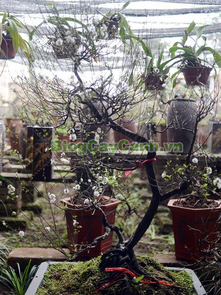 Cây Nhất Chi Mai (Cây Mai Trắng),cây nhất chi mai, họ hoa hồng, Prunus mume Sieb. & Zucc,cây bạch mai, cây hàn mai, cây lưỡng nhị mai, cây nhị độ mai, cây mai trắng, hình ảnh cây nhất chi mai, cây nhất chi mai chữa bệnh, cây nhất chi mai chơi tết, cây mai trắng,