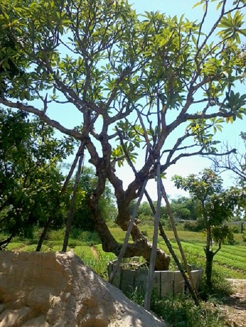 Cây xanh Đà Nẵng