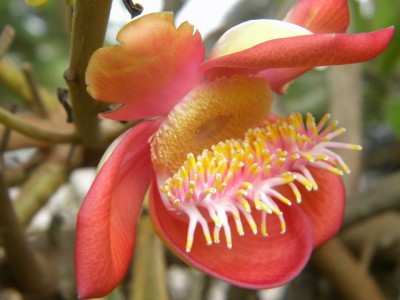 Hoa Sa La - Ngọc Kỳ Lân - Đầu Lân