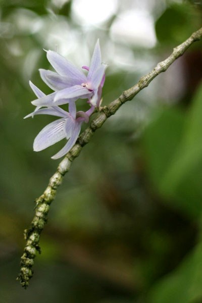Hoa Lan
