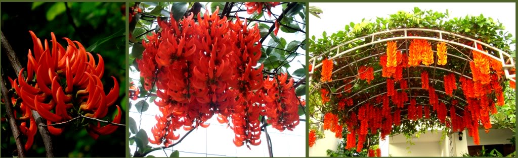 Cây móng cọp,Cây móng cọp,móng cọp,dây hoa cẩm thạch,cây leo ngọc bích,móng cjp xanh,móng cọp đỏ,móng cọp vàng,Strongylodon macrobotrys,Mucuna Bennetti,Thunbergia mysorensis,Jade Vine,họ đậu,Fabaceae