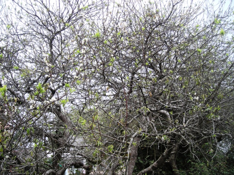 Hoa mơ,cây mơ