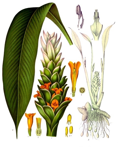 Cây nghệ,nghệ nhà,nghệ trồng,khương hoàng,Curcuma longa,họ gừng,Zingiberaceae,cây thuốc,tác dụng của củ nghệ,củ nghệ làm thuốc,củ nghệ trong ẩm thực
