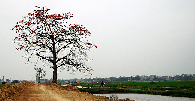 Cây gạo