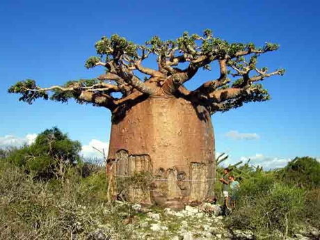 Bao báp,cây bao báp,họ gạo,boab,Bombacaceae,cây lớn nhất thế giới,bao báp châu Phi,Bao báp Madagasca,Bao báp Grandidier,Bao báp Perrier,Bao báp Suarez,Bao báp Za,Adansonia digitata,Adansonia grandidieri,Adansonia gregorii,Adansonia madagascariensis,Adansonia perrieri,Adansonia rubrostipa,Adansonia suarezensis,Adansonia za