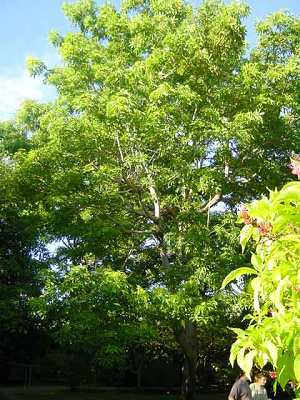 Cây trôm,trôm,mủ trôm,nhựa trôm,Sterculia foetida,tác dụng của mủ trôm