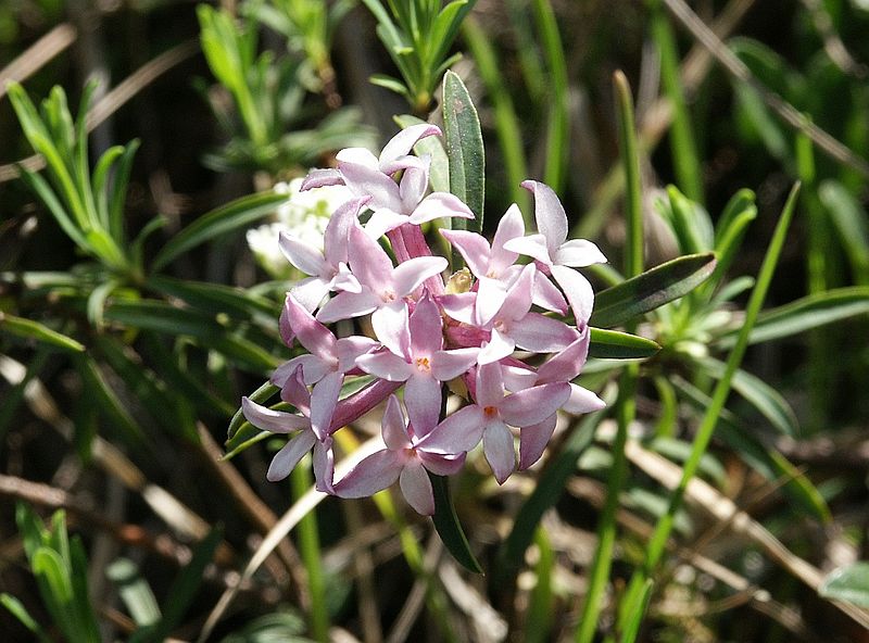 Thụy hương Austria,Daphne striata,thụy hương,Daphne