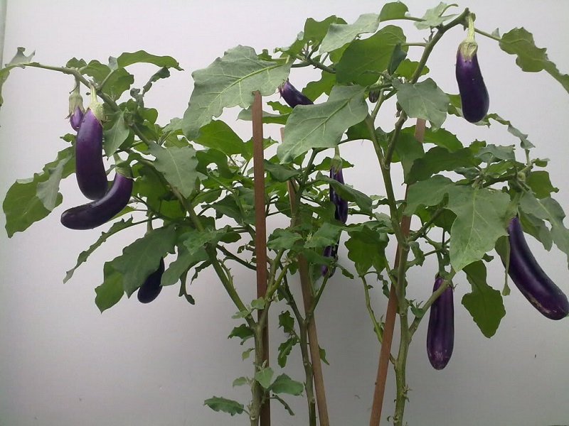 Cà tím,cà dái dê,Solanum melongena,họ cà,họ khoai tây,Solanaceae,tác dụng của cà tím