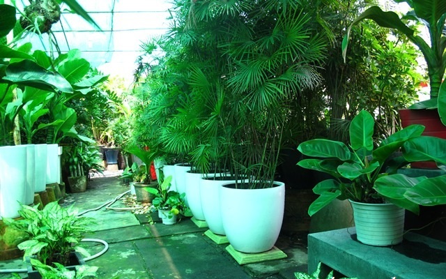 Trúc mây Đài Loan,mật cật Đài Loan,cây trúc mây,cây trúc mây Đài Loan