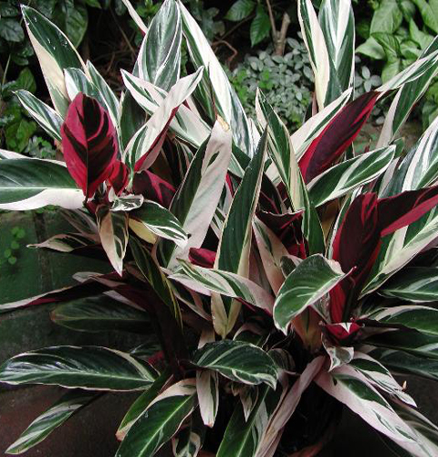 Chuối hoàng yến,cây chuối,cây phong thủy,cây nội thất