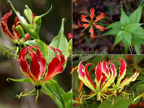 Cây Ngót Nghẻo (Cây ngọt nghẹo),Cây ngót nghẻo, công dụng cây ngót nghẻo, cây ngọt nghẹo, cây huệ lồng đèn, cây gia lan, cây Gloriosa superba, G. simplex,họ Colchicaceae,