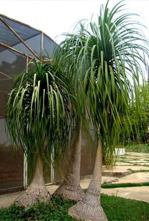Lan Bình Rượu,lan binh ruou,cây náng đế,cay nang de,cây lan,cây nội thất,Beaucarnea recurvata,họ măng tây,họ thiên môn đông,Asparagaceae