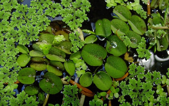 Bèo vẩy ốc,beo vay oc,bèo ong,Salvinia natans,Salviniaceae,cây thủy sinh