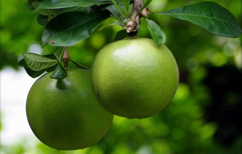 Đào tiên,cây đào tiên,cây đào,cây trường sinh,quả trường sinh,Crescentia cujete,họ chùm ớt,họ Đinh,họ Núc nác,họ Quao,Bignoniaceae