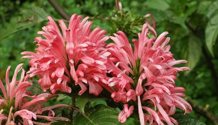 Hồng long ngọc,cây hồng long ngọc,hồng long nhả ngọc,cây long ngọc,cây gia cốp,cây ngọc long,Justicia carnea Nichols,họ Ô rô,Acanthaceae,cây bụi