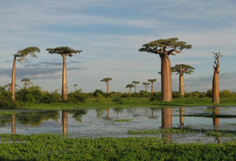 Bao báp,cây bao báp,họ gạo,boab,Bombacaceae,cây lớn nhất thế giới,bao báp châu Phi,Bao báp Madagasca,Bao báp Grandidier,Bao báp Perrier,Bao báp Suarez,Bao báp Za,Adansonia digitata,Adansonia grandidieri,Adansonia gregorii,Adansonia madagascariensis,Adansonia perrieri,Adansonia rubrostipa,Adansonia suarezensis,Adansonia za